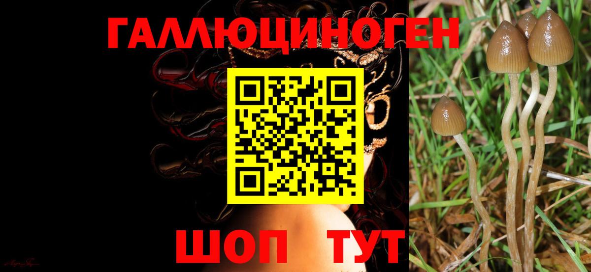 Мирный  Псилоцибиновые грибы MAGIC MUSHROOMS  Псилоцибиновые грибы GOLDEN TEACHER  цена   Вход с VPN 